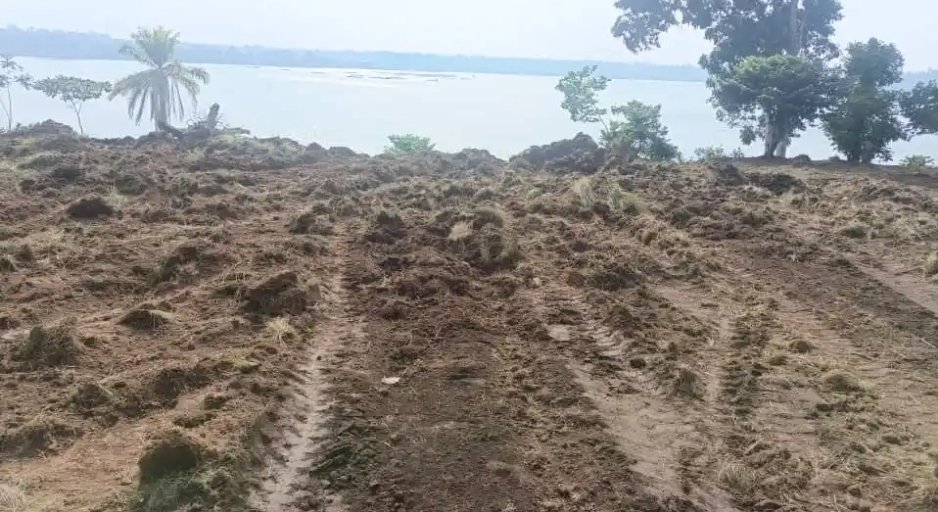 Relief At last! Kitubulu Central Forest Reserve Safe for Now